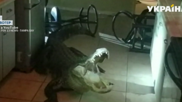 Во Флориде крокодил ворвался на кухню и устроил "дебош"