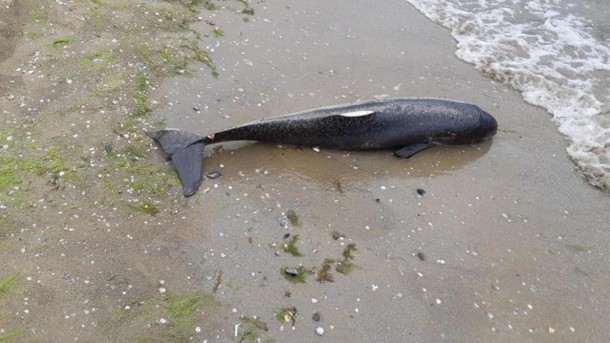 В Одессе на берег выбросило дельфиненка: детеныш погиб от колото-резаных ран