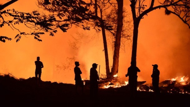 В Днепропетровской области горел лес: появились фото