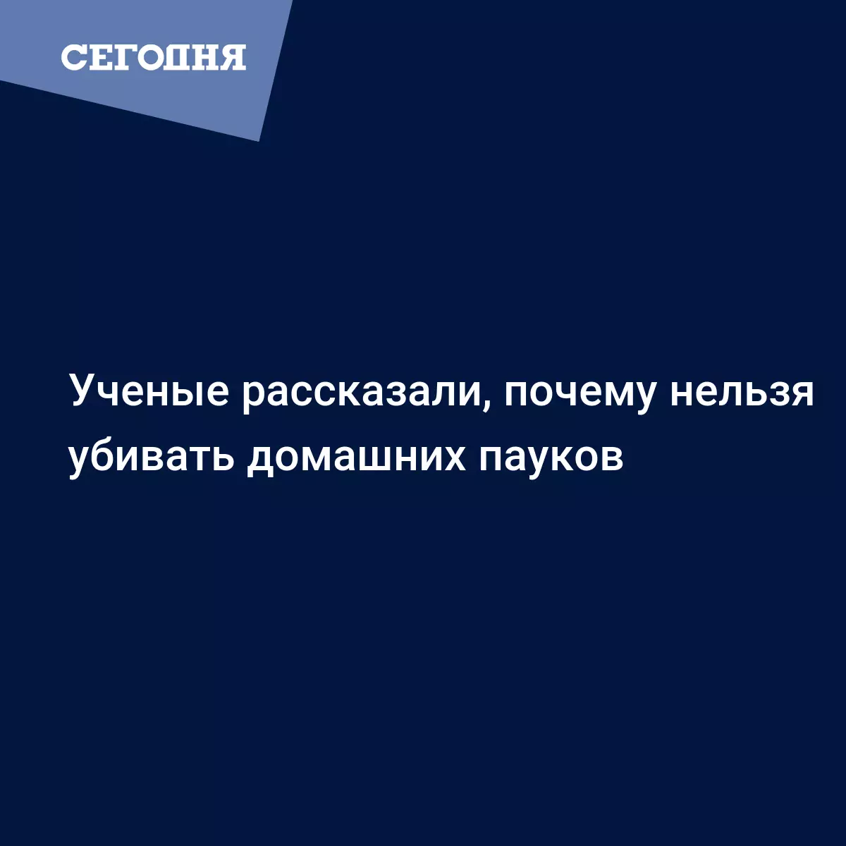 Почему нельзя убивать домашних пауков - Техно | Сегодня