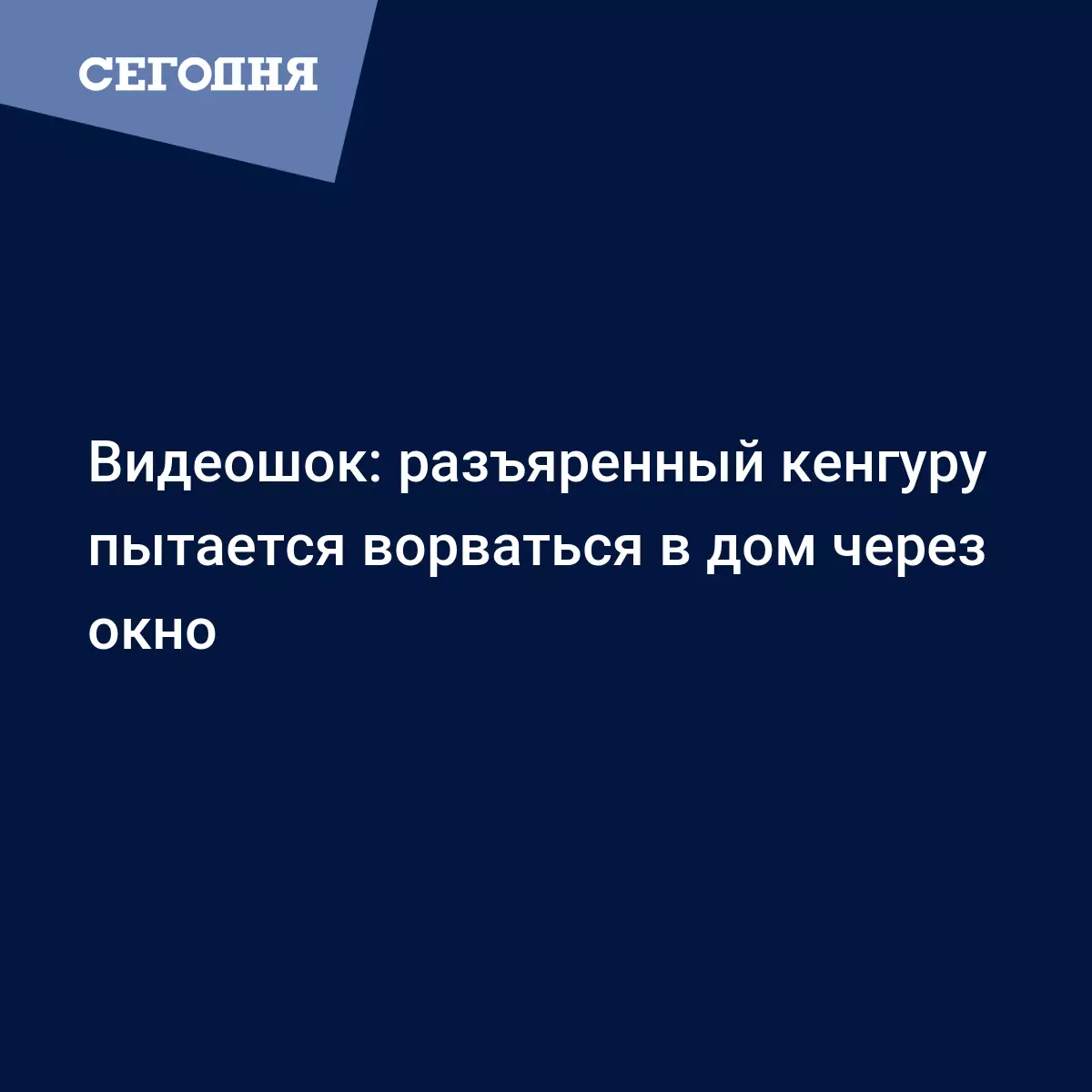 Видеошок: разъяренный кенгуру пытается ворваться в дом через окно - Fun |  Сегодня