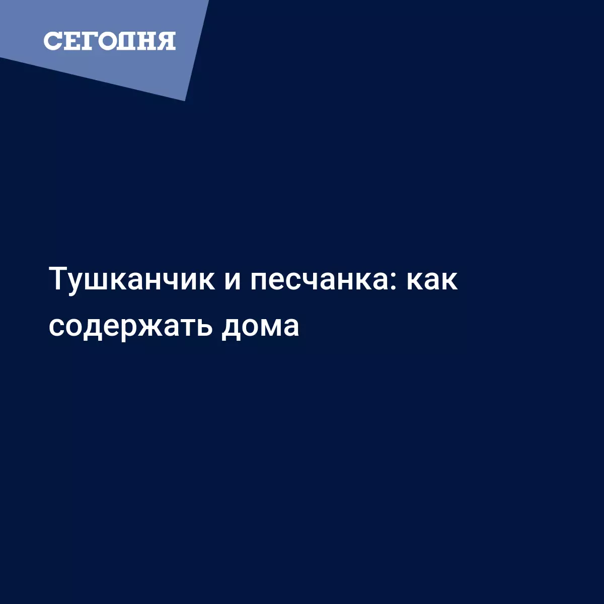 Тушканчик и песчанка: как содержать дома - Психология | Сегодня