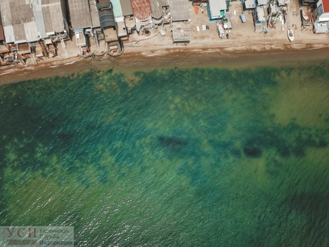 Позеленевшее море Одессы в свежих снимках. Фото