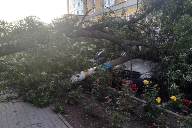 Под Днепром 12-метровое дерево упало на машины