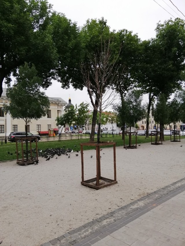 В сквере на Контрактовой площади усохли молодые деревья