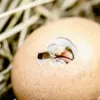 Яйцо-рекордсмен трещит Фото:  pixabay