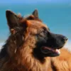 Пес спас хозяина от смерти Фото: pixabay