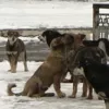 В Киеве за избиение бродячей собаки будут судить мужчину