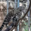 Дымчатый леопард  Фото: Taiwan News