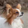 Собака породы "папийон"