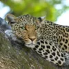 Леопард застрял на дереве