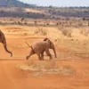 В ЮАР родился необычный розовый слоненок