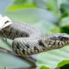 В Австралии найдена трехглазая змея
