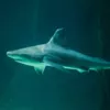 В США акула и аллигатор найдены в одном водоеме