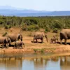Слоны устроили "похорон" мертвому детенышу