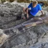 Во Франции найдена кость огромного динозавра