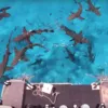 Блогер узнал, правда ли, что акул привлекает запах крови Фото:  YouTube / Mark Rober