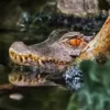 Битва двух крокодилов удалось снять на видео в Австралии