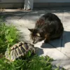 Кот и черепаха