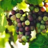 Хороший виноград не должен осыпаться с гроздей