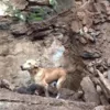 Собака спасла жизнь своим щенкам Фото: Animal Aid Unlimited, India