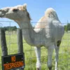 Верблюд по кличке Каспер напал на американку Фото: theadvocate