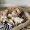 Кошка "усыновила" четырех осиротевших щенят