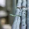 В Китае нашли редкую двухголовую змею