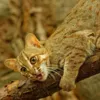 Ржавая или пятнисто-рыжая кошка Фото: animalworld