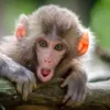 Примат с "грустным человеческим лицом" попал на видео Фото:  Jamie Haughton on Unsplash