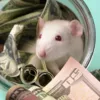 Финансовый гороскоп на 2020 год Крысы