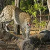 Охоту леопарда на кота сняли на видео в Кении
