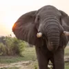 Слон съел все угощения туристов в Индии Фото:  Sam Balye / Unsplash