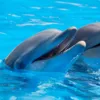 Рибалки зняли рідкісних дельфінів-альбіносів