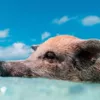Падіння свині з вертольота в басейн мільйонера потрапило на відео