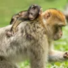 Воссоединение обезьяны с детенышем попало на видео