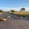 Пока люди в ЮАР сидят на карантине, на дорогах спят львы