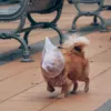 Собака с пакетом на голове гуляет в Сингапуре