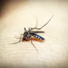 Чим небезпечні укуси комарів