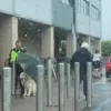 Охоронець у Шотландії тримав парасольку над собакою