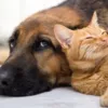 Как эвакуироваться с собакой или котом