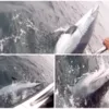 Британский рыбак поймал акулу-мако весом в полтонны