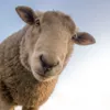 Овца в Нидерландах стала звездой интернета