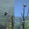 Панды застряли на дереве