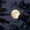 Повня у січні називається Вовчий Місяць