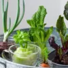 Выращиваем овощи из очистков