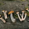 Як відрізнити отруйний гриб від їстівного