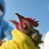 Китайські вчені побоюються пандемії пташиного грипу