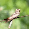Рідкісний птах – дрімлюга. Фото: Чорнобильський Радіаційно-екологічний Біосферний Заповідник / Facebook