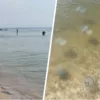Медузи продовжують окупацію Азовського узбережжя. Фото: колаж "Сьогодні"